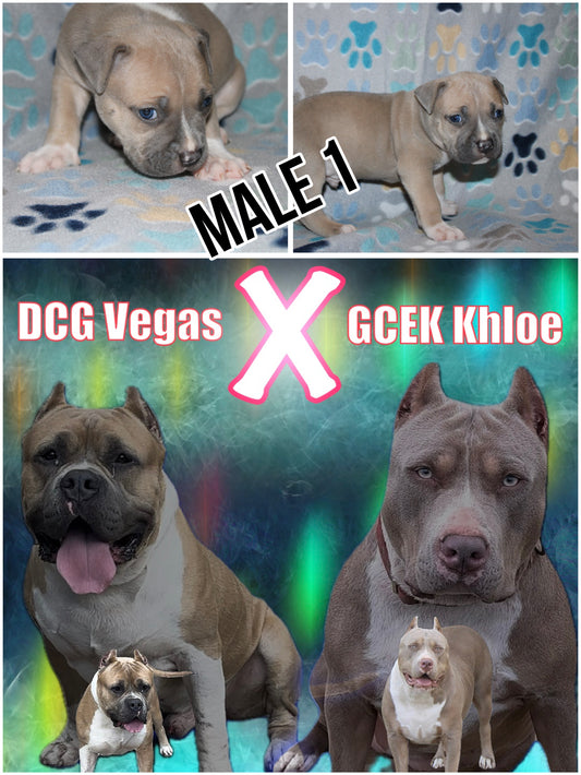 Gulf Coast Elite Kennels Puppies